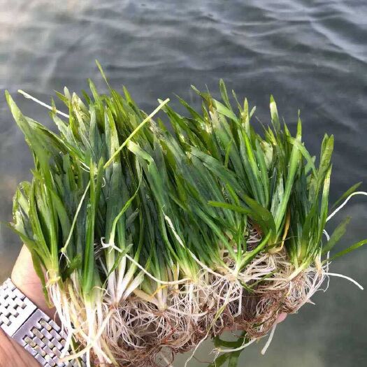 柳州苦草，四季矮生苦草，大苦草等，各种高品质水生植物长期大量供应
