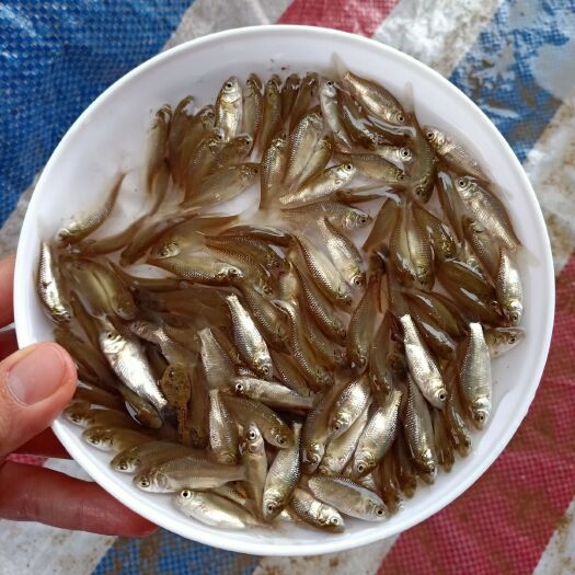 湘潭 淡水鱼苗孵化基地 鲫鱼苗 水花苗