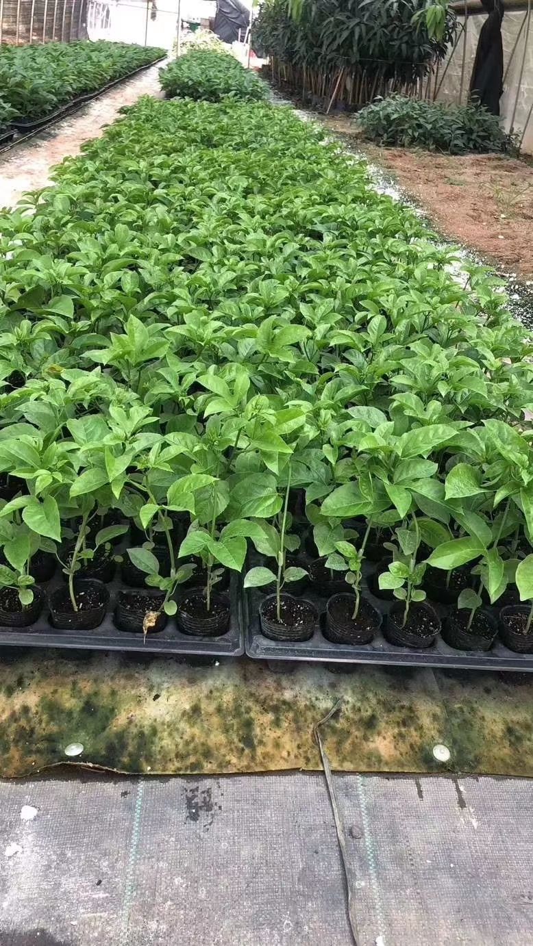 紫香一号百香果苗  台农百香果藤植物庭院楼顶盆栽可以种植，种植三至五只月开花结果