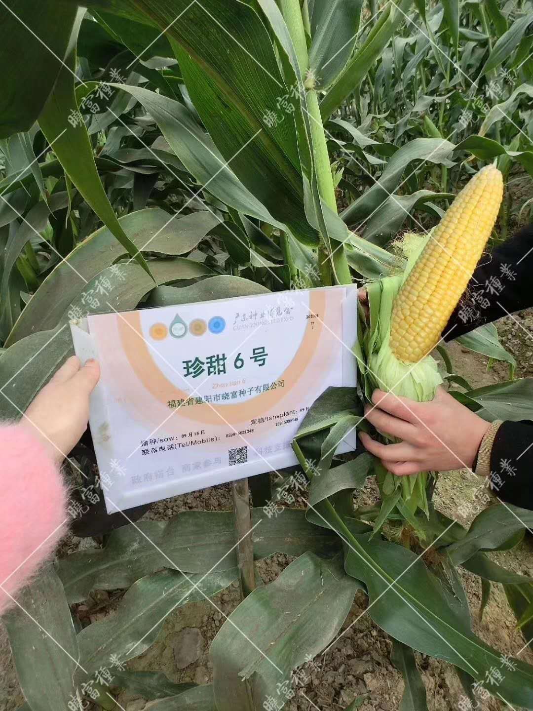  珍甜6号甜水果玉米种子  黄色水果玉米种子