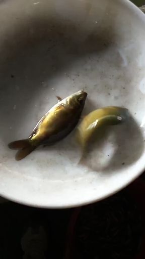 草鱼苗，本鱼场出售各类优质鱼苗