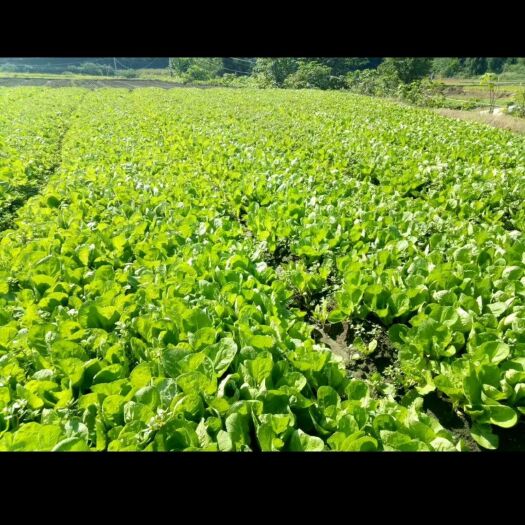 三台县 小白菜