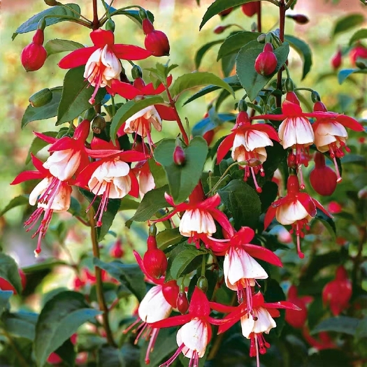 平邑县 灯笼花盆栽