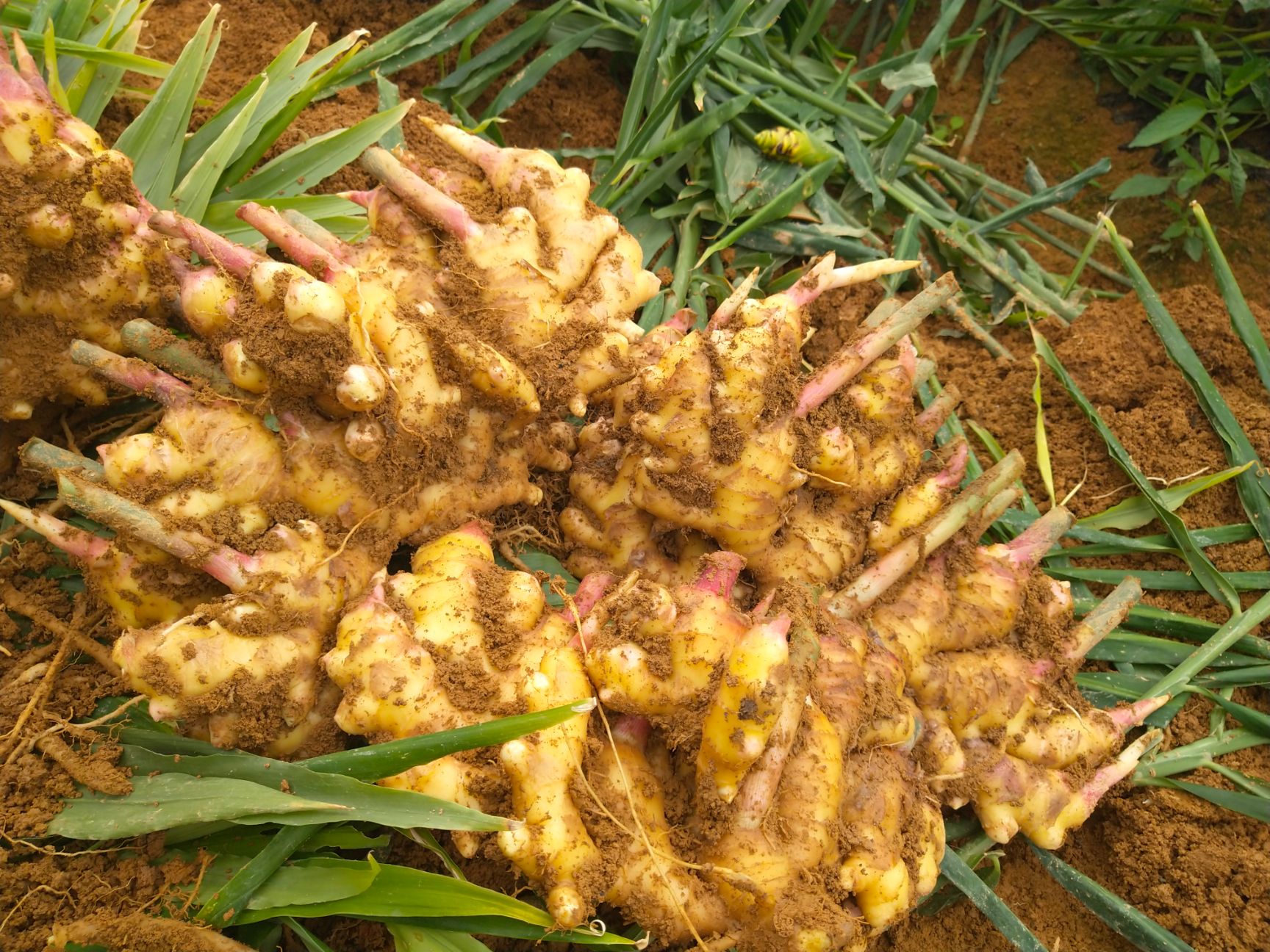 经典老黄姜 姜香 肥大 天然…