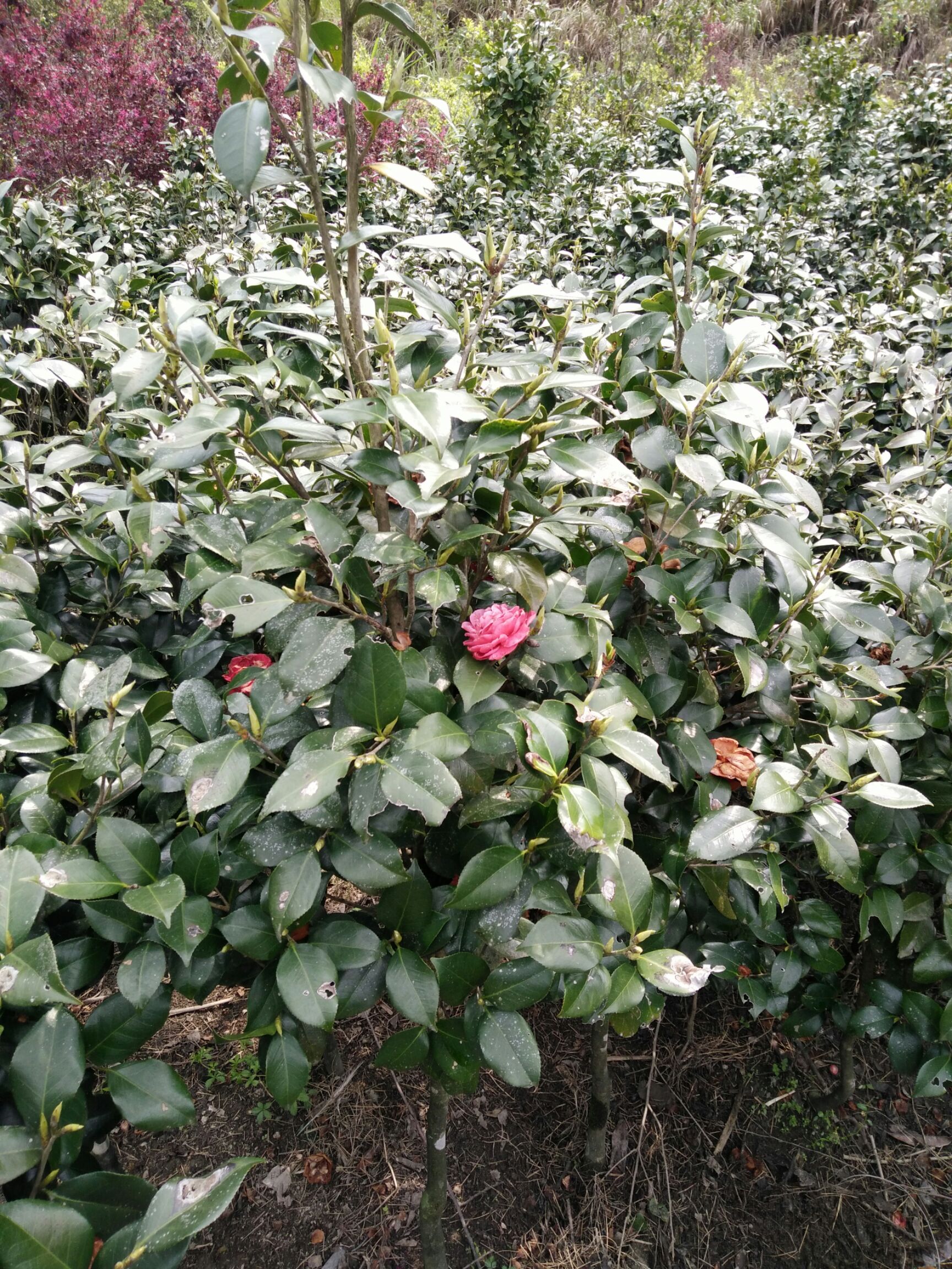 茶花，茶花球地径2一3㎝冠幅40一60㎝工程茶花球