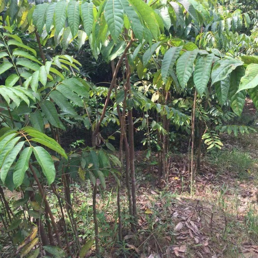 闽侯县青橄榄苗  专业培育 青橄榄树苗 香甜橄榄苗 2号橄榄苗 凌峰橄榄苗