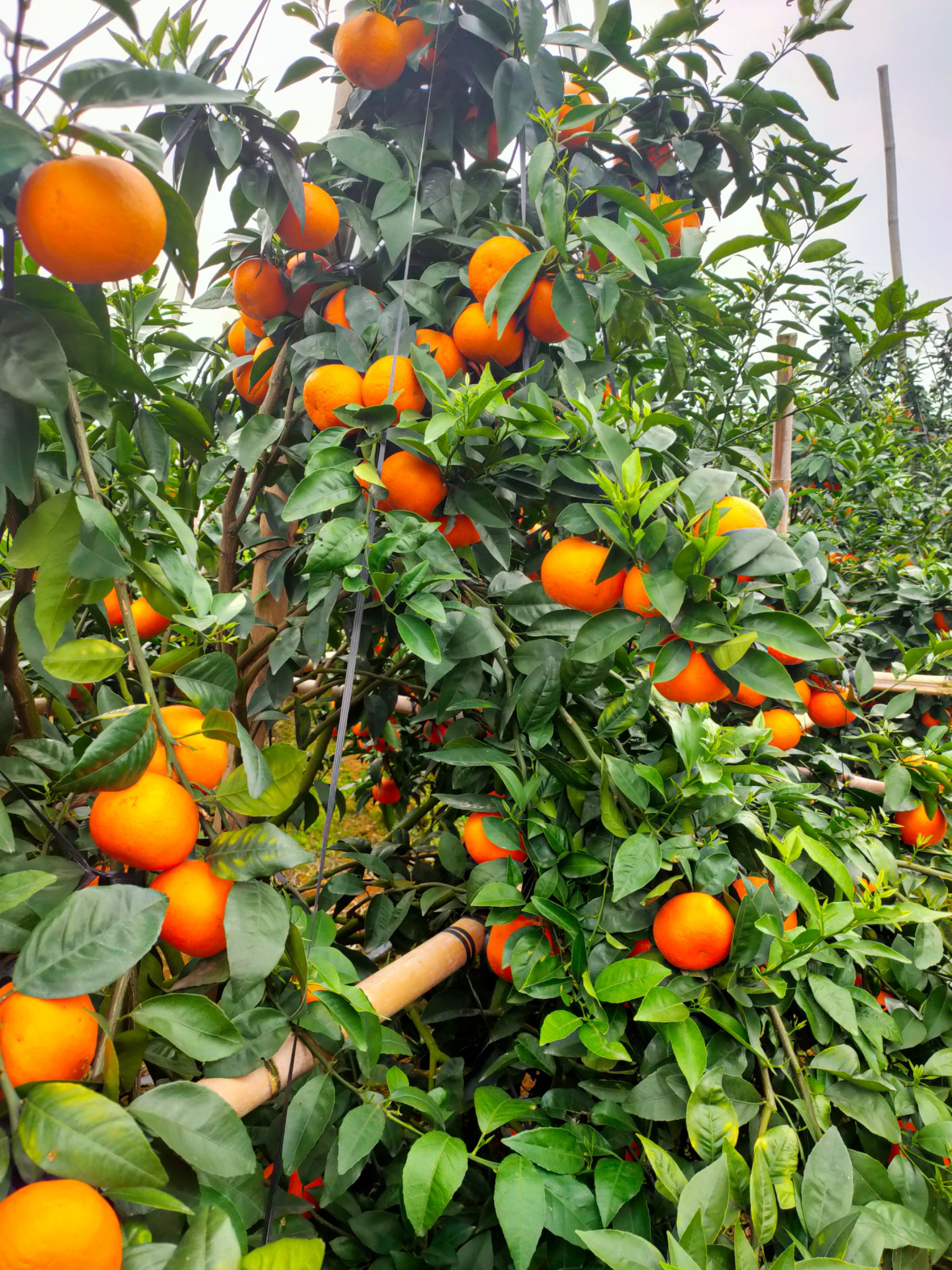 武鸣沃柑已开始大量上市，欢迎有实力果商老板来发财。