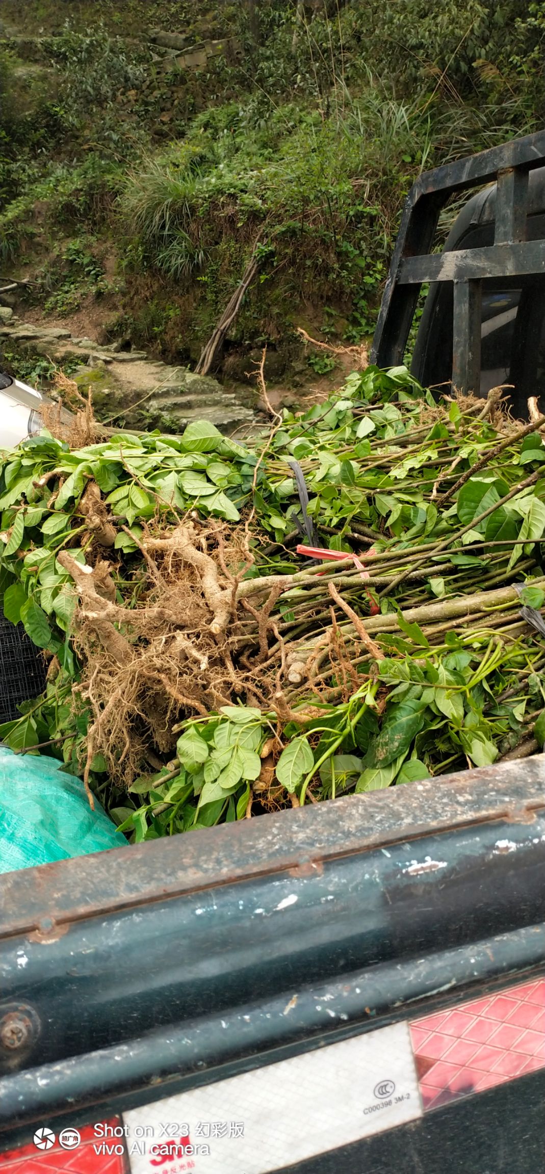 中藥材山藥 中草藥茶辣，現(xiàn)有茶辣苗出售，江西品種成活率高，果子結(jié)多