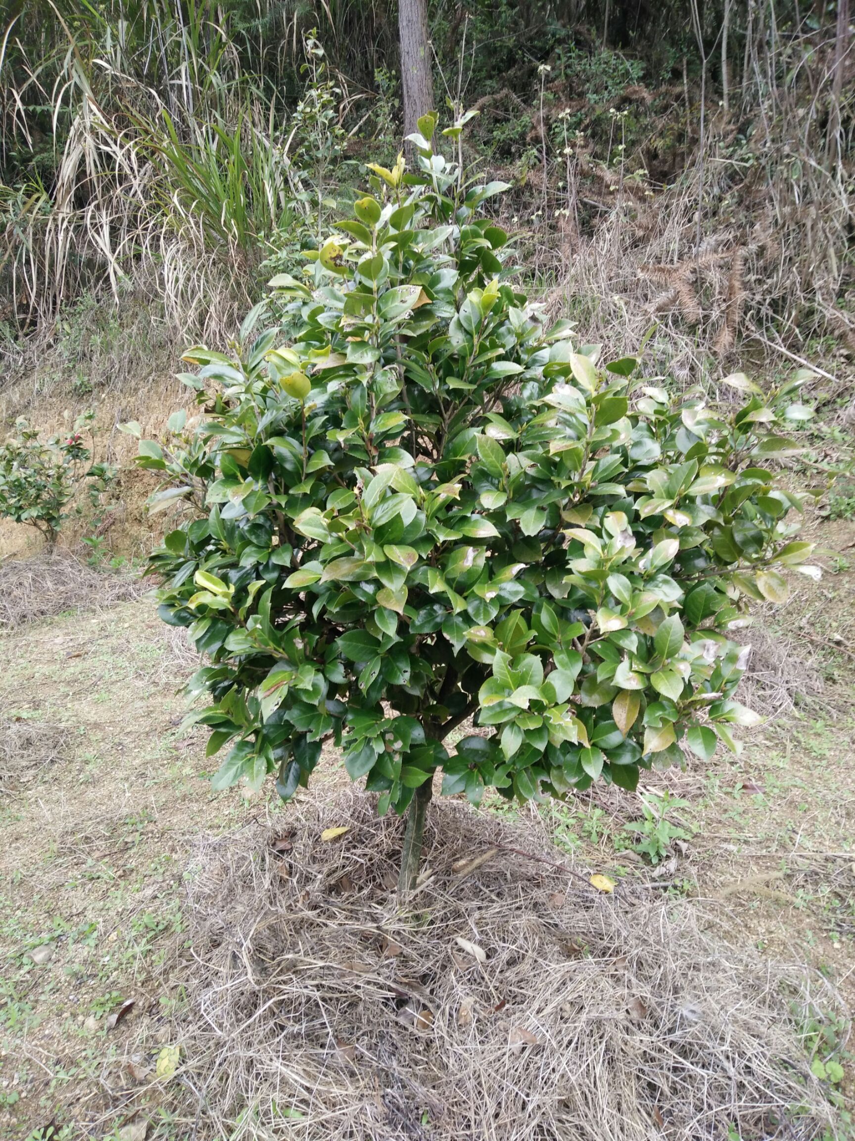  茶花，茶花球地径2一3㎝冠幅40一60㎝工程茶花球