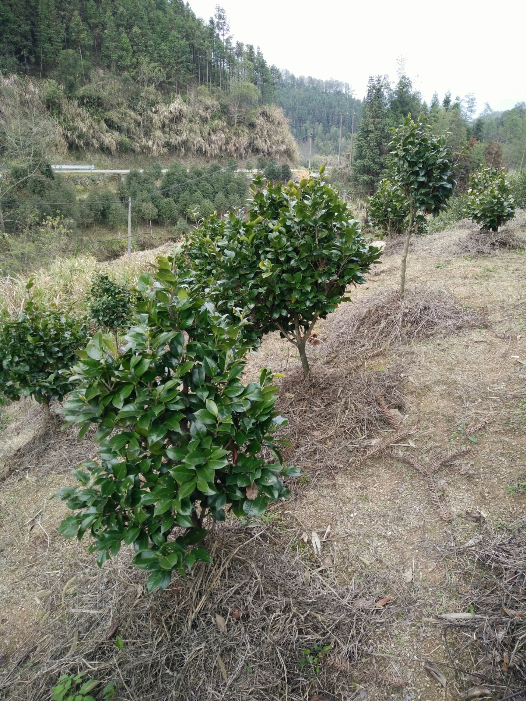  茶花，茶花球地径2一3㎝冠幅40一60㎝工程茶花球