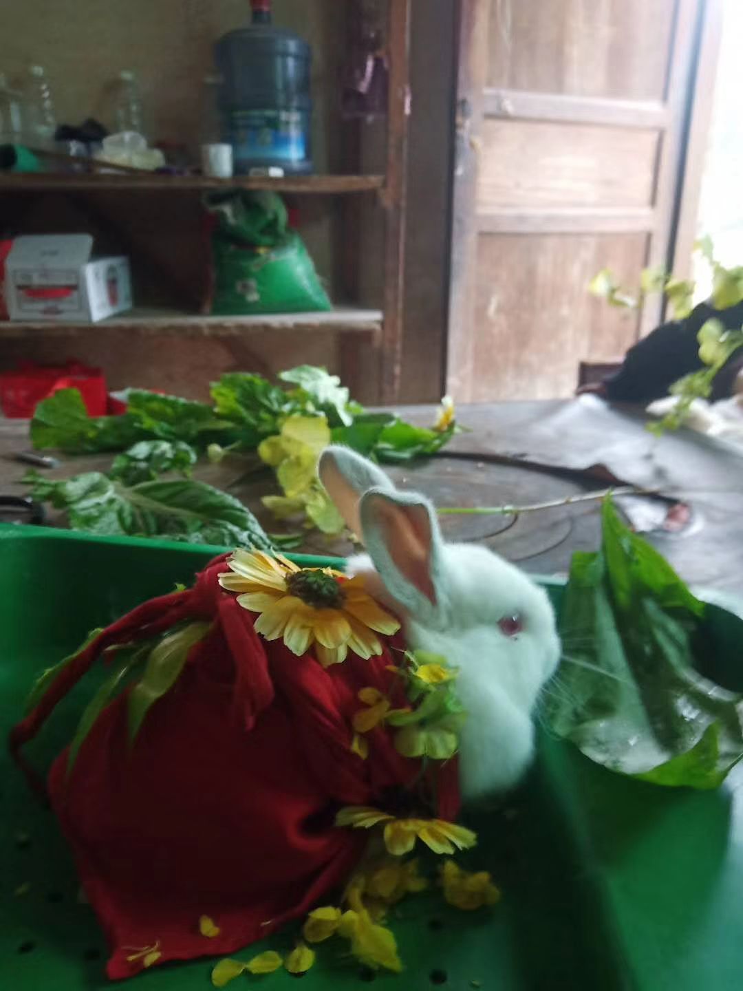 比利时兔  出售生态肉兔大种兔幼兔苗满月兔苗大量供应生态肉兔一站式服务