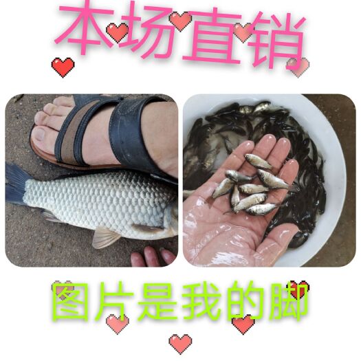 肇庆中科3号鲫鱼苗，长身32片鳞，生长速度快