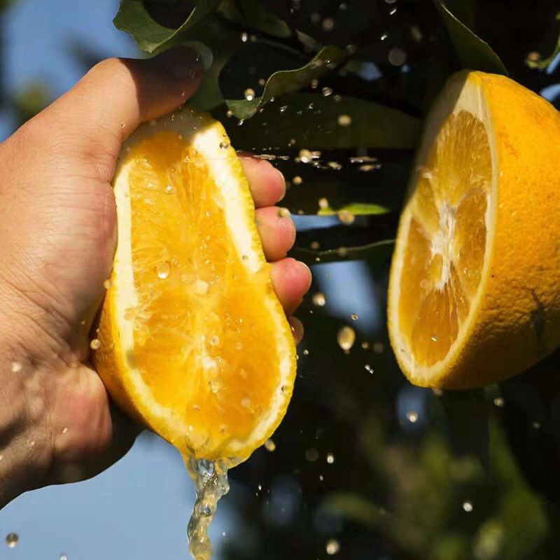 伦晚脐橙 秭归伦晚，一件代发，优质大果70以上纸箱包装