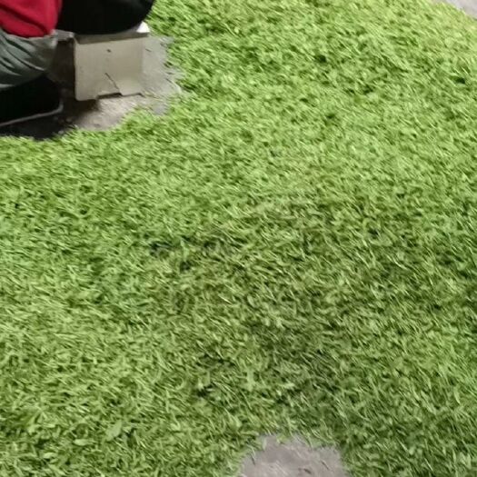 句容市滴水香绿茶 露天茶叶上市，吸收天然雨露、阳光，味美色丽碧碧螺春
