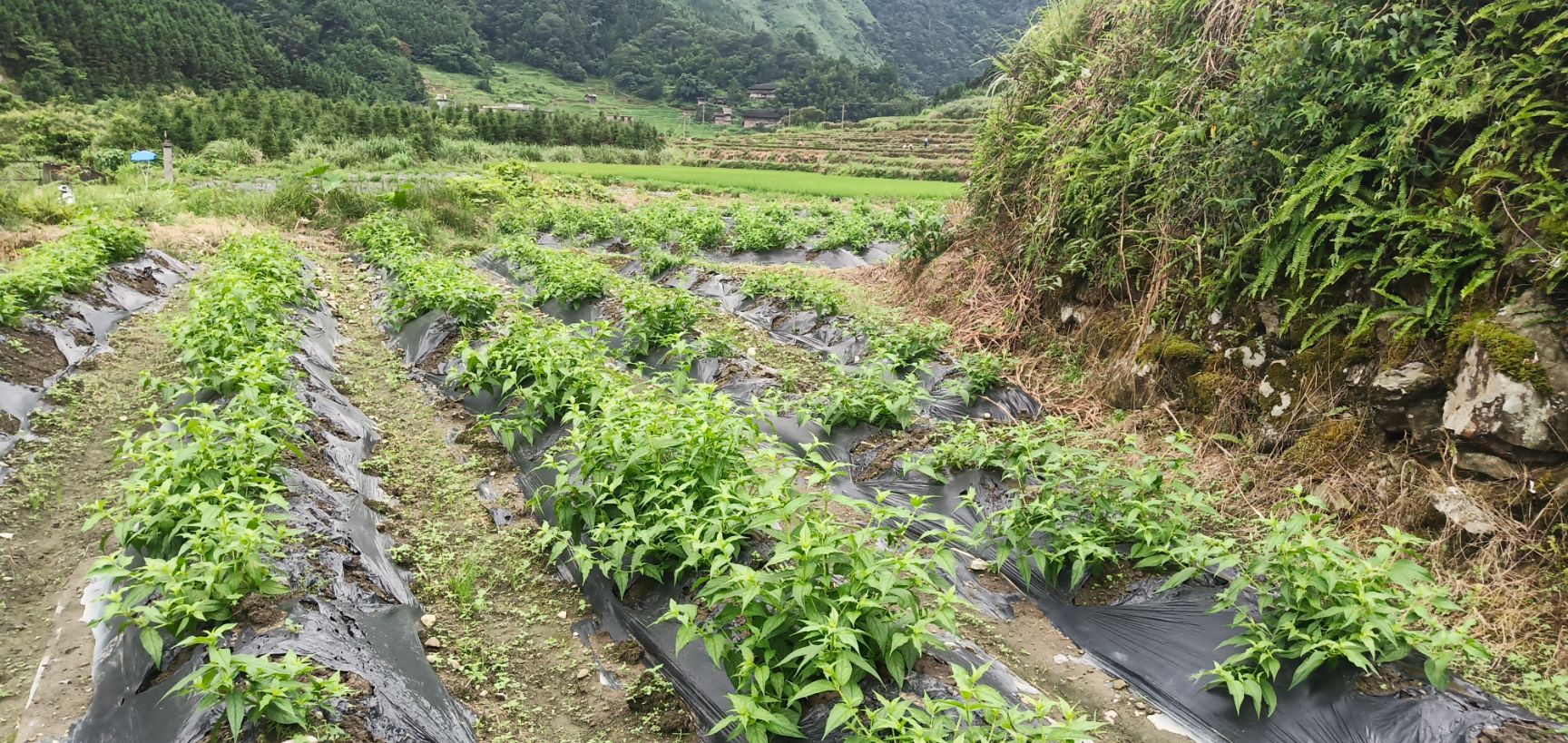 黑老虎红果参优质基地200万苗大量上市