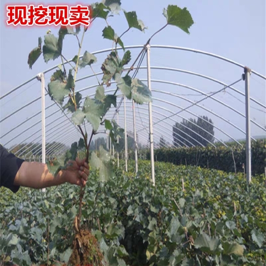 平邑县 阳光玫瑰葡萄苗，保证成活率，基地直销。