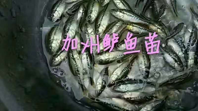 博罗县鲈鱼苗 生长速度快，成活律高。
