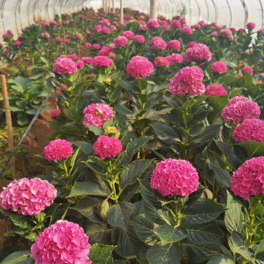 昆明 玫瑰花苗  工程大苗  绿化苗