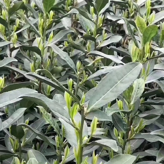 杭州 高山龙井茶安顶云雾茶头批土茶aaa级