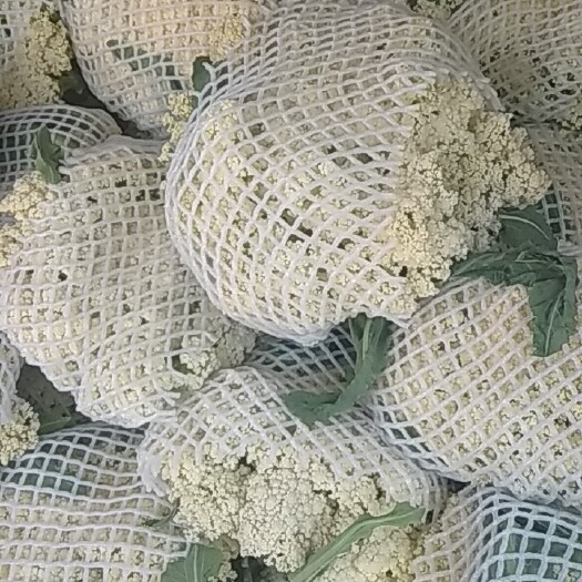 齐河县白面青梗松花菜 有机菜花已大量上市有需要的抓紧联系了