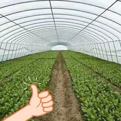 沭阳县蔬菜大棚 蔬菜种植，水果培育，家畜养殖  温室大棚