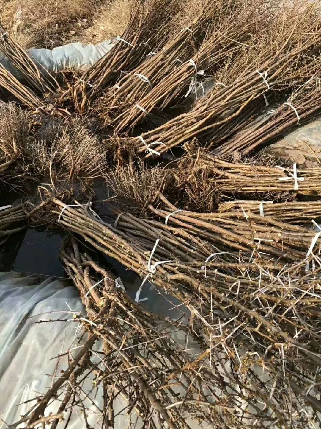 沙金红杏树苗 沙棘树苗