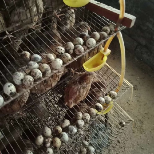 玉林 黄羽鹌鹑