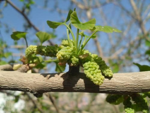 2025年 银杏树花粉 白果树花粉 银杏花粉花穗