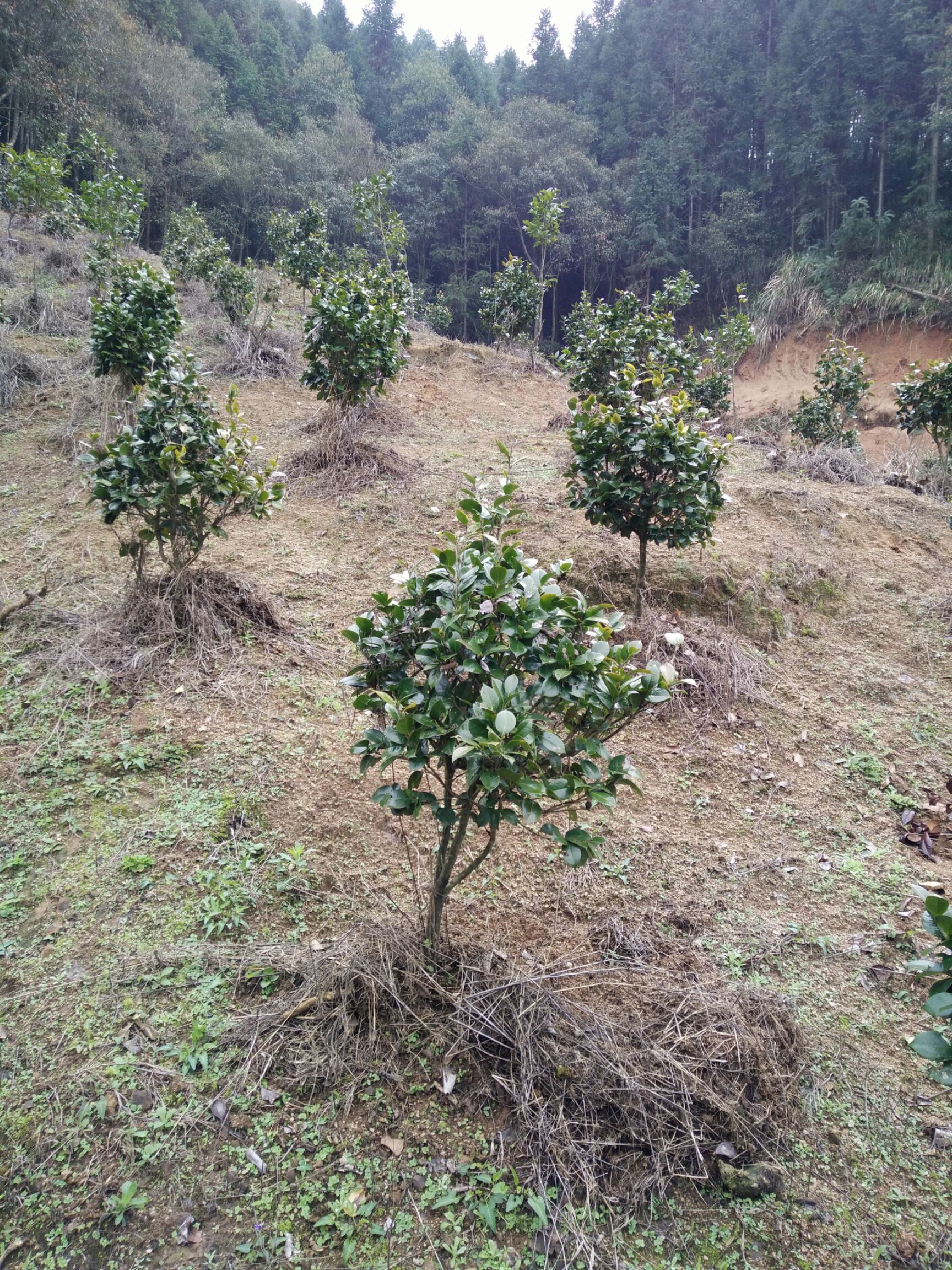  茶花，茶花球地径2一3㎝冠幅40一60㎝工程茶花球