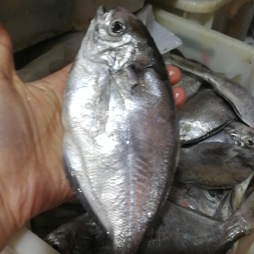 石狮市冷冻海鱼 海峡优质白肚肉鱼 肉鲳