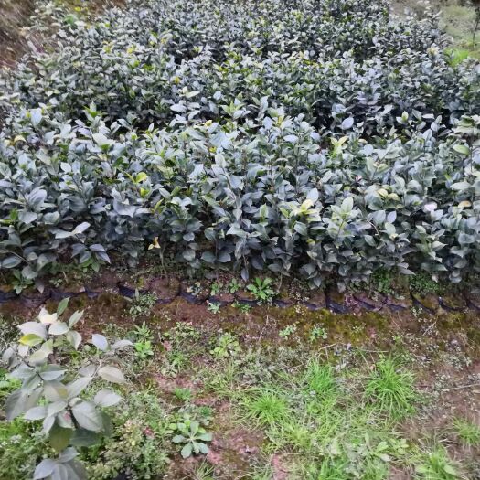 高县 茶花专业种植基地