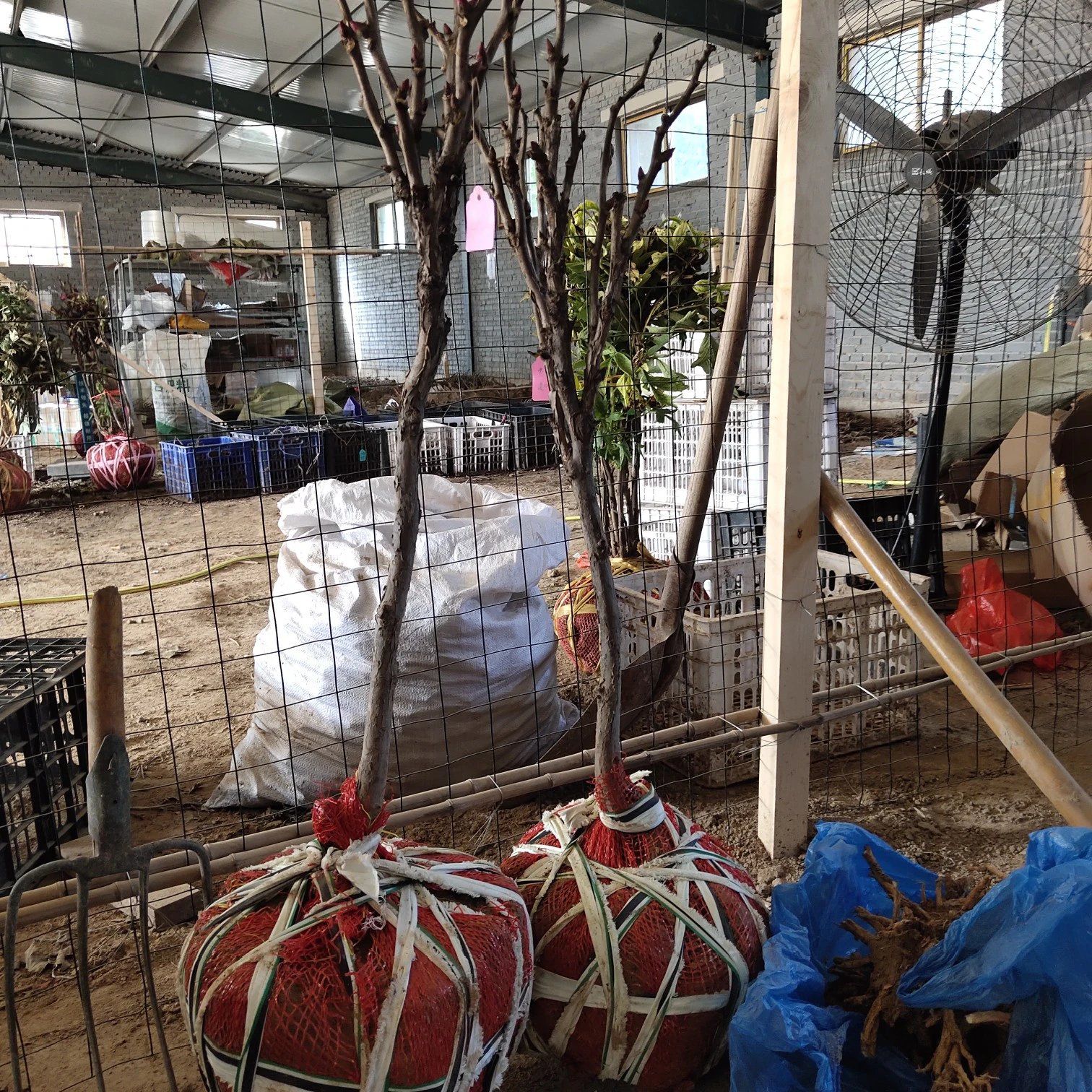  精品牡丹岛锦多年生庭院种植花卉绿植