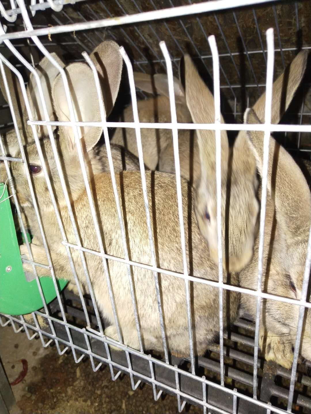 比利时兔 比利时  三斤的比利时种兔