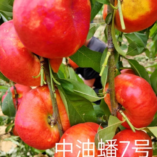 宁晋县油蟠桃苗 油番桃