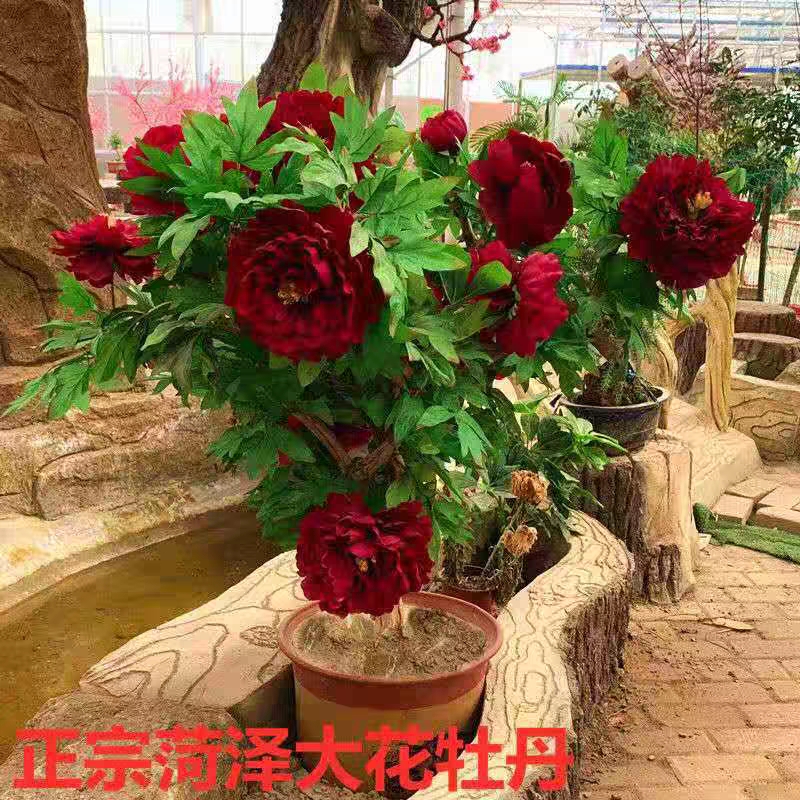 观赏牡丹 基地直供 现挖发货 带花苞 当年开花