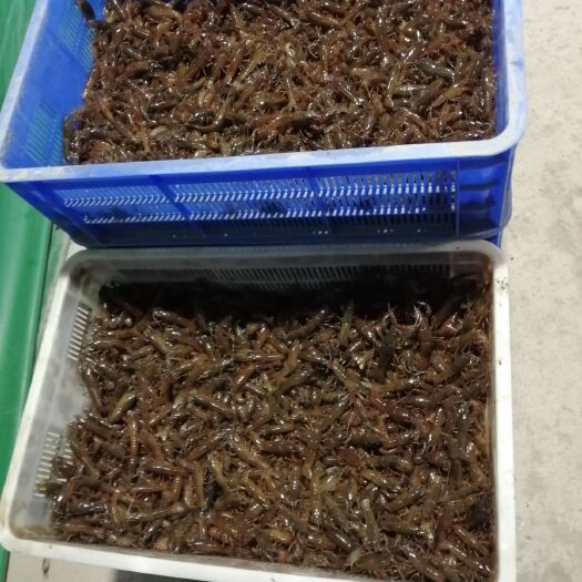 洪湖市 洪湖稻田龙虾苗品质好价钱便宜成活率高，