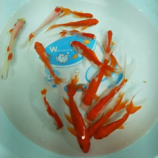 锦鲫 散尾巴合金观赏鱼，批发价格优惠