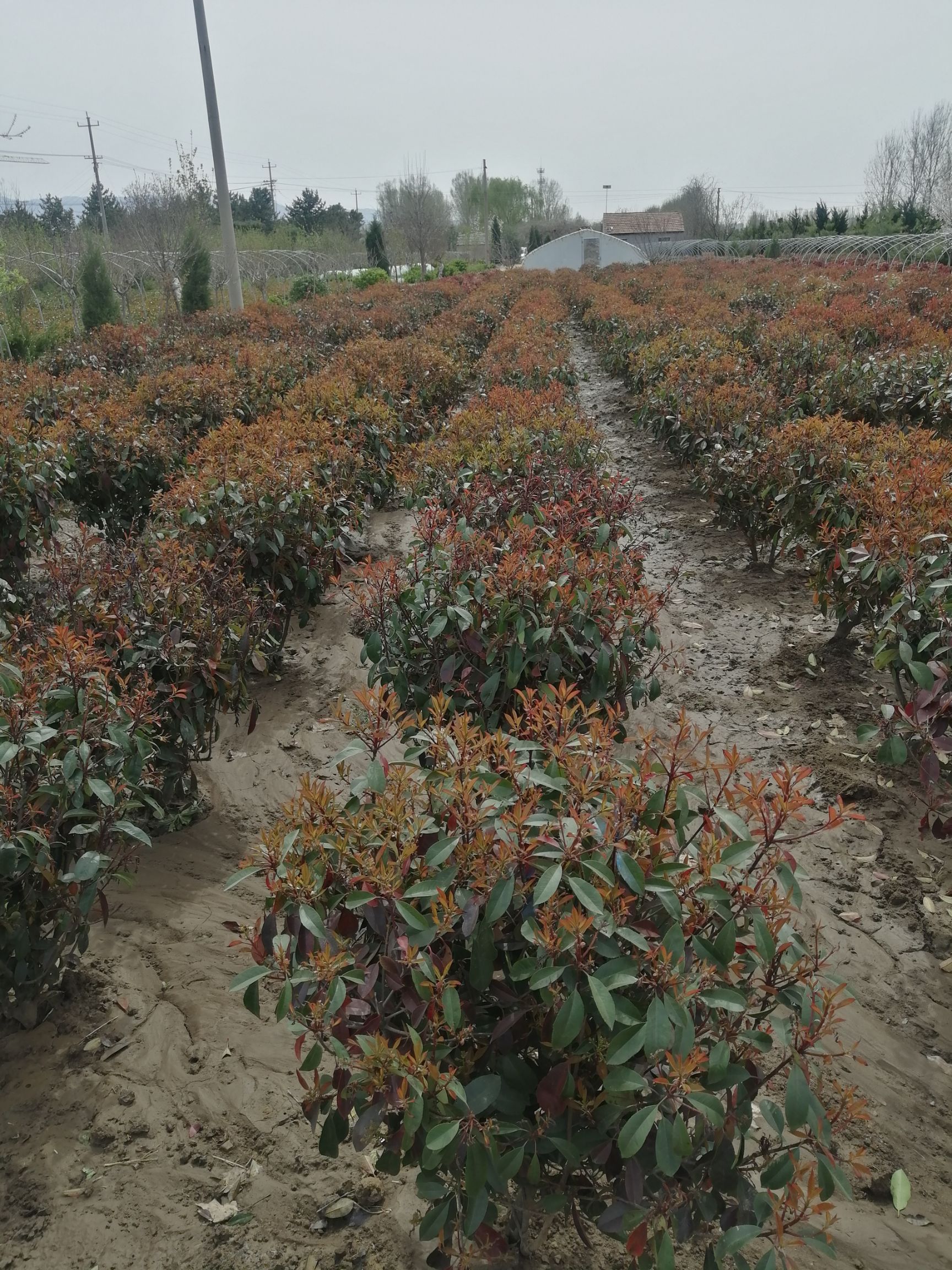 泰安红叶石楠球，基地种植大量现货，有要的联系我。