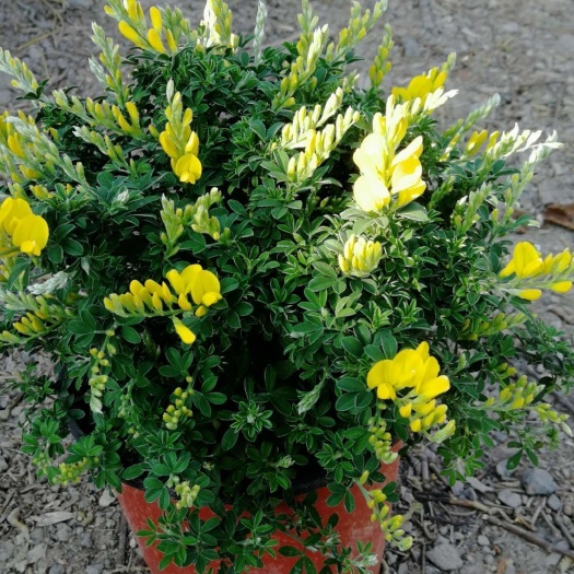  金雀花 黄金雀 观花植物 绿化苗木
