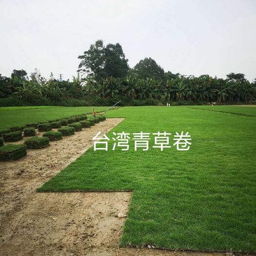广州草 基地直销青草卷
