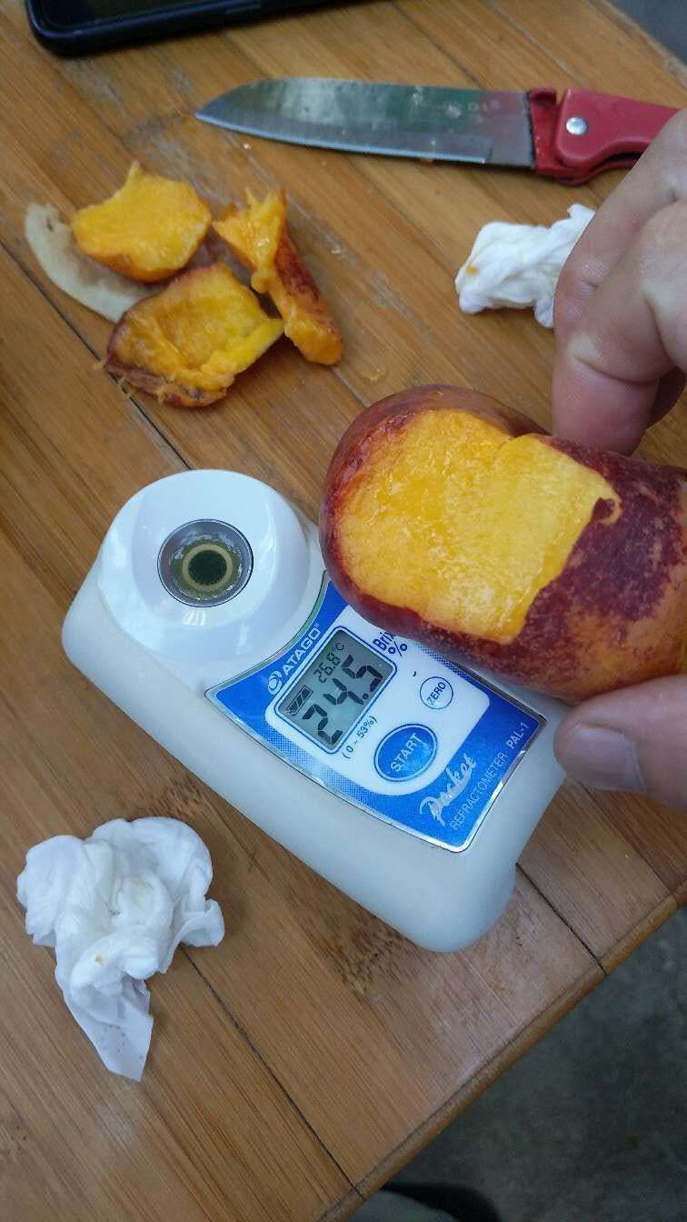 国峰7号李子苗 辽南优选李子脆甜可口