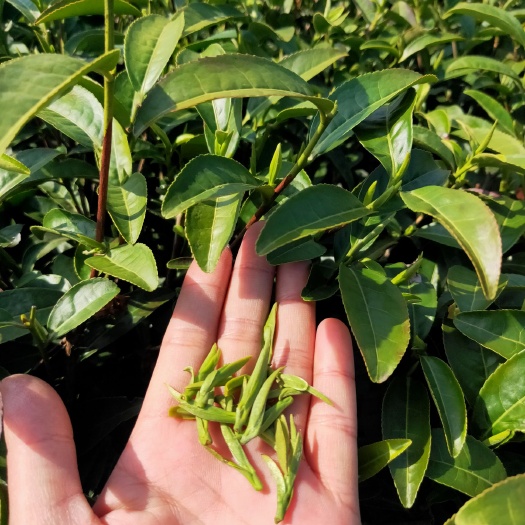 新昌县 浙江新昌大佛龙井茶