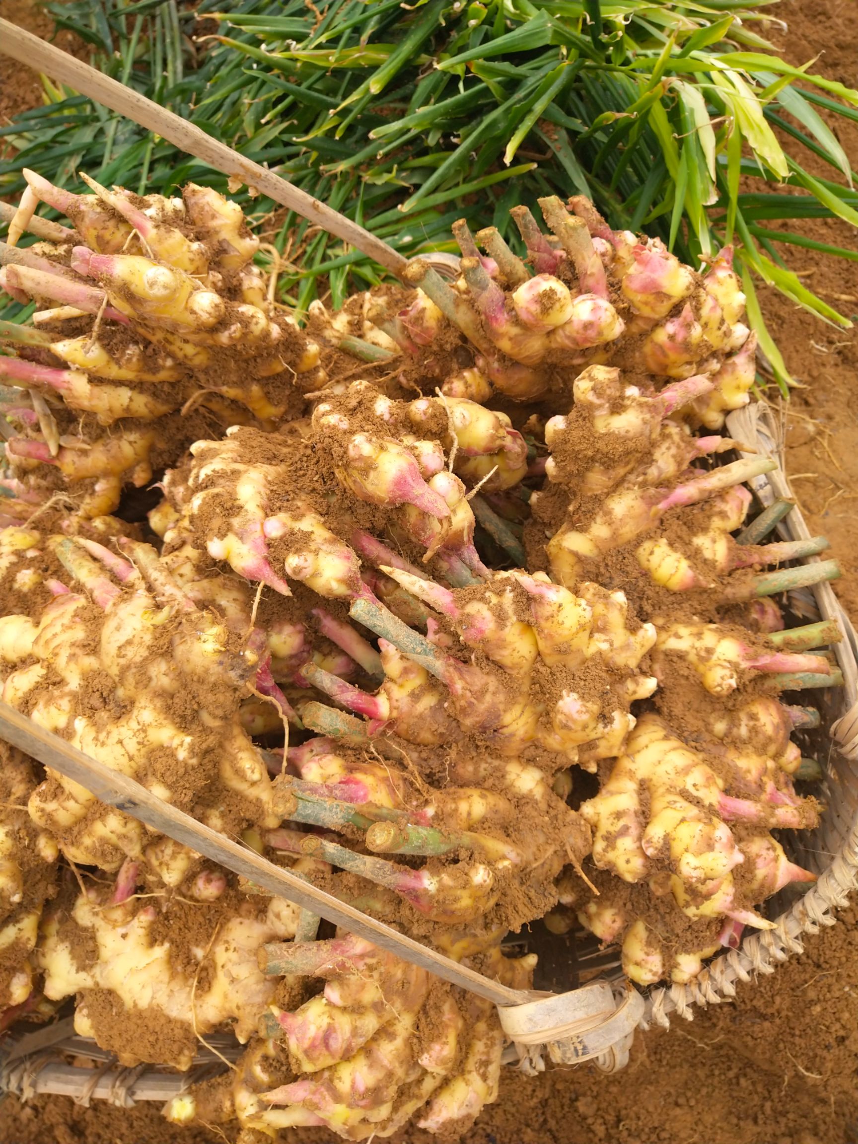 经典老黄姜 姜香 肥大 天然…