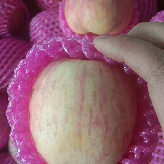 赣州 陕西苹果 口感甜脆甜脆  一件代发