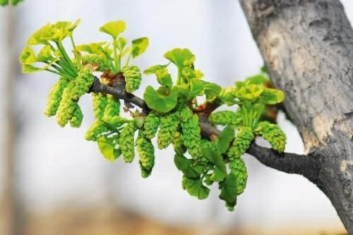 郯城县2024年 银杏树花粉 白果树花粉 银杏花粉花穗