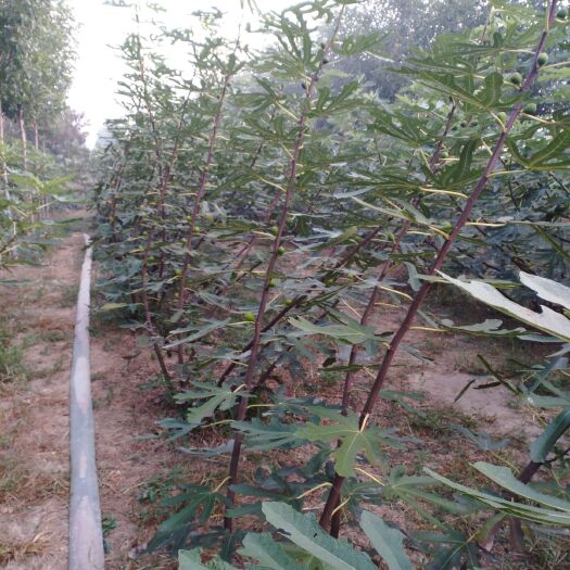 平度市 便宜出售无花果树苗8000棵