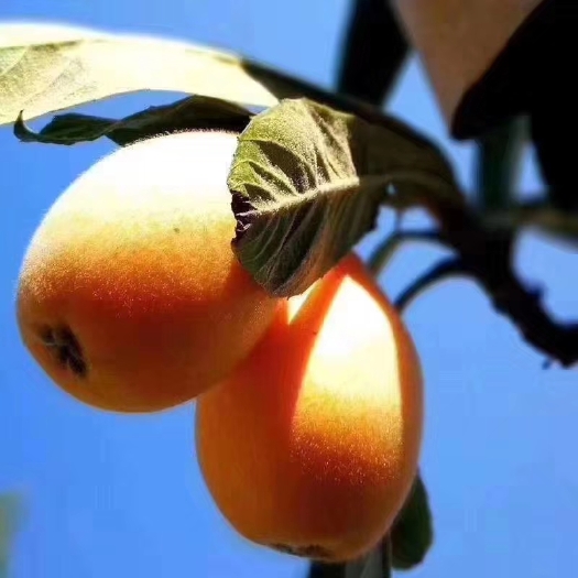 云霄县云霄枇杷早
钟