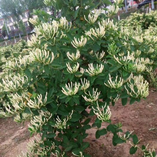 平邑县 金银花苗，树形金银花，北花一号金银花，红色金银花，自基地培育