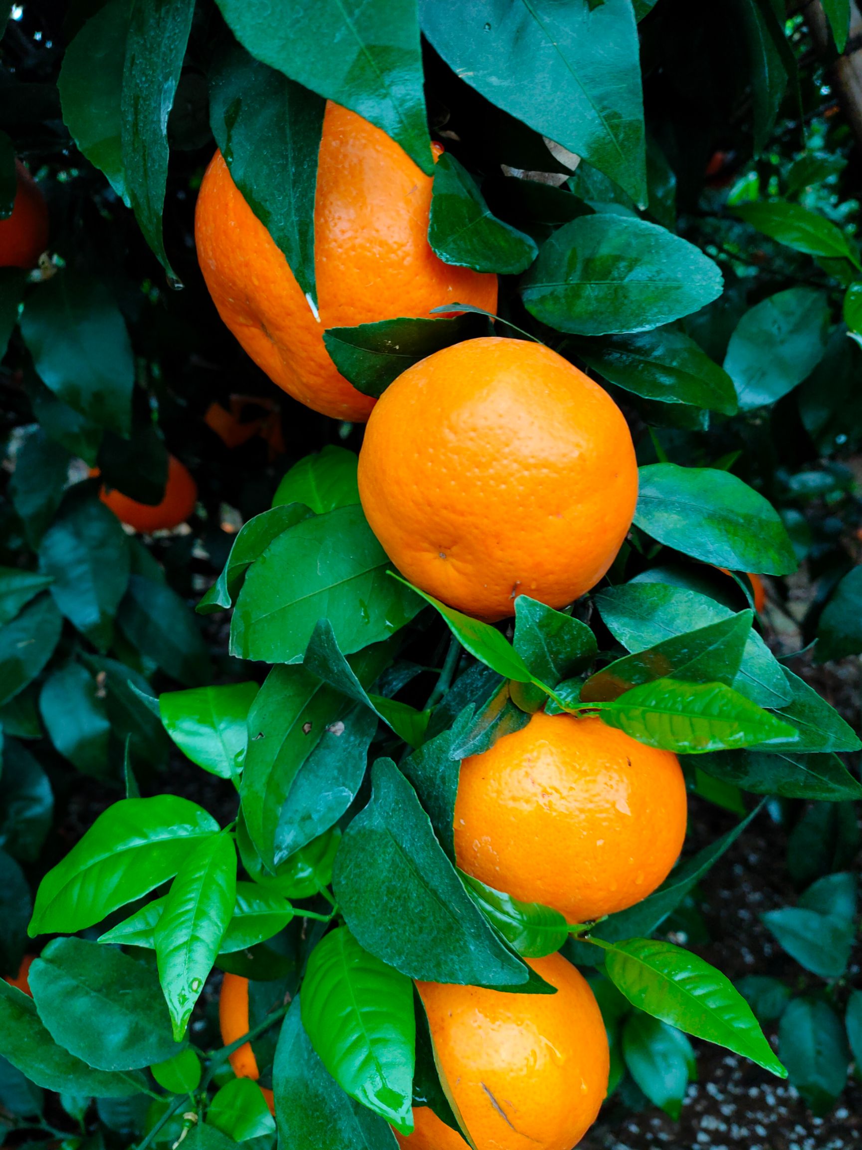 武鸣沃柑已开始大量上市，欢迎有实力果商老板来发财。