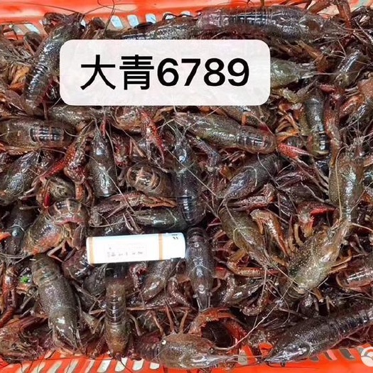 潜江市 潜江小龙虾2000斤起专车送。到货立即拆包，勿水泡存放
